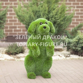 Фото топиари Собака на задних лапах